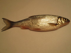 Leuciscus leuciscus