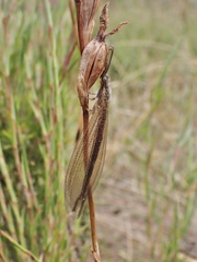 Distoleon bistrigatus