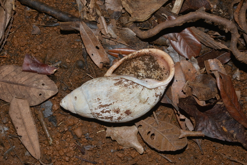Placostylus fibratus, 2021-12-21