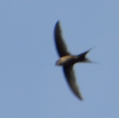 Cypsiurus gracilis