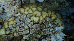 Lobophyllia corymbosa