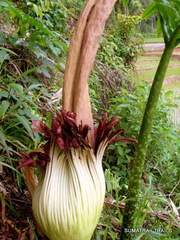 Amorphophallus titanum