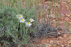 Erigeron concinnus concinnus