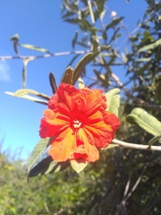 Varronia salviifolia
