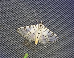 Conchylodes ovulalis