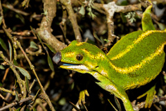 Naultinus gemmeus