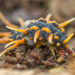 Dragon Springtails - Photo (c) Nick Porch, some rights reserved (CC BY-NC), uploaded by Nick Porch