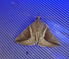 Hypena subidalis