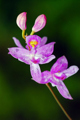 Calopogon
