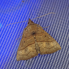Hypena lollia