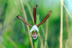Cleistesiopsis