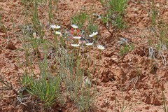 Erigeron pulcherrimus