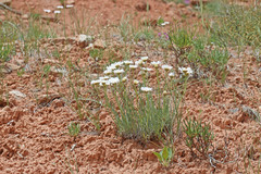 Erigeron pulcherrimus