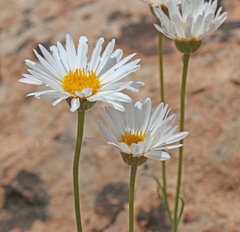 Erigeron pulcherrimus