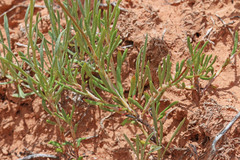 Erigeron pulcherrimus