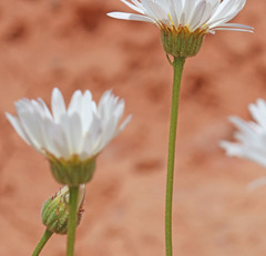 Erigeron pulcherrimus