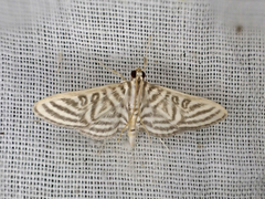 Spilomela pantheralis