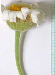 Erigeron pulcherrimus