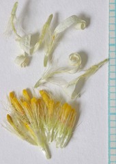 Erigeron pulcherrimus