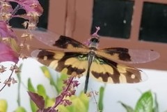 Rhyothemis variegata