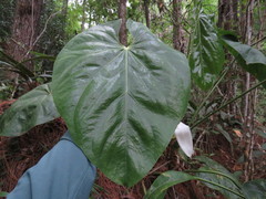 Anthurium huixtlense