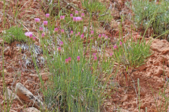 Erigeron pulcherrimus