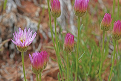 Erigeron pulcherrimus