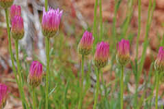 Erigeron pulcherrimus