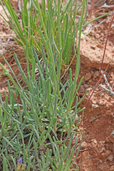 Erigeron pulcherrimus