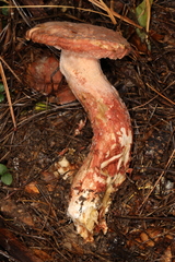 Mycogone rosea