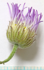 Erigeron pulcherrimus