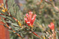 Lambertia multiflora