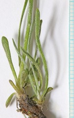 Erigeron pulcherrimus