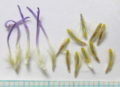 Erigeron pulcherrimus