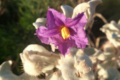 Solanum lasiophyllum