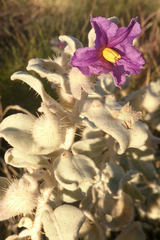 Solanum lasiophyllum