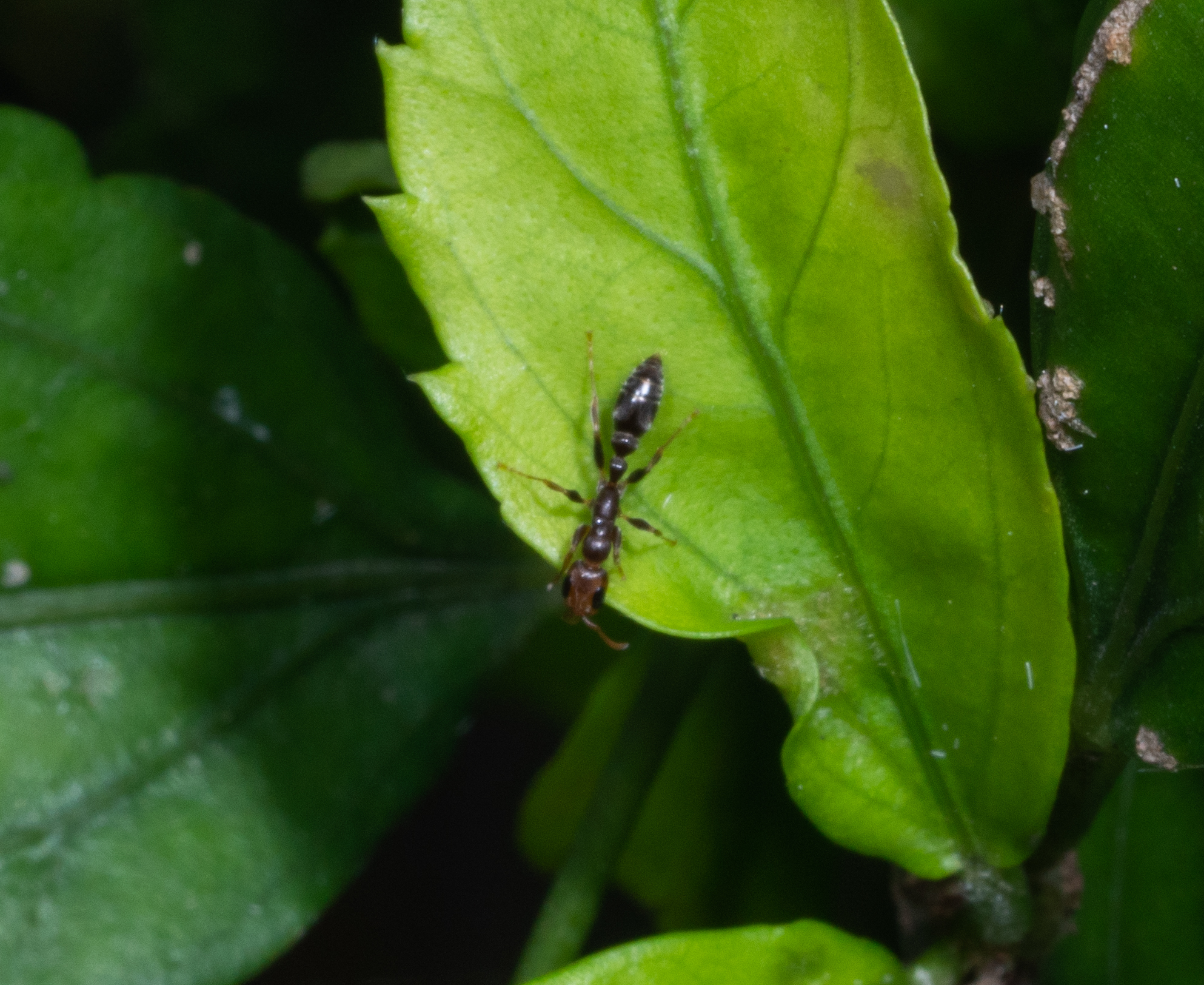 Pseudomyrmex curacaensis