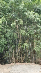 Bambusa dolichoclada