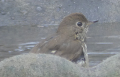 Catharus guttatus faxoni