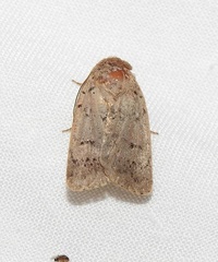 Proteuxoa hypochalchis