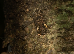 Leperina decorata