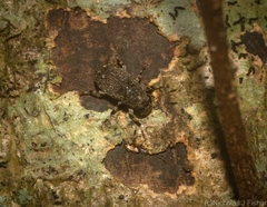 Erichsonocis