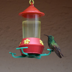 Saucerottia beryllina