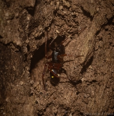 Euasteron enterprise