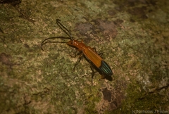 Stenoderus ostricilla