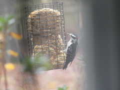 Dryobates pubescens pubescens