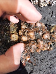 Pyura chilensis