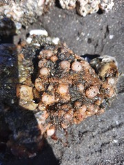 Pyura chilensis