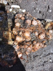 Pyura chilensis