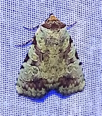 Perigea glaucoptera